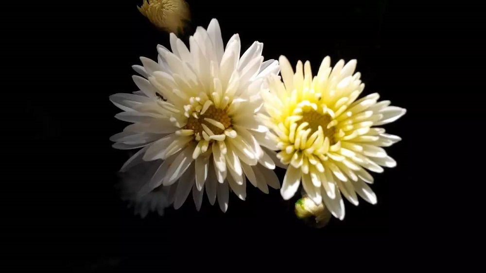 沉痛哀悼，深切緬懷江澤民同志